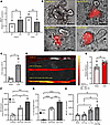Intrinsic and extrinsic signals drive miR147 expression.