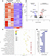 Deletion of miR147 disrupts immune signaling pathways in the intestine.