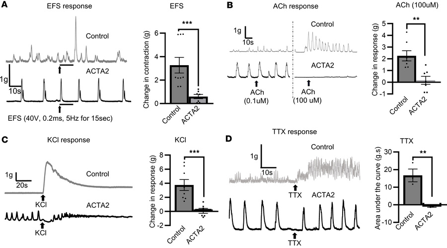 Reduced smooth muscle contraction in ACTA2 mutant mice in response to EF...