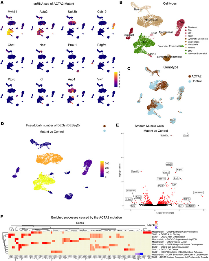 Transcriptional changes in intestinal smooth muscle cells in ACTA2 mutan...