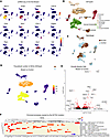 Transcriptional changes in intestinal smooth muscle cells in ACTA2 mutant m