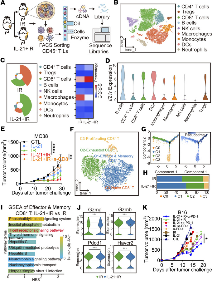IL-21 combined with radiation reshapes the TME and increases the infiltr...
