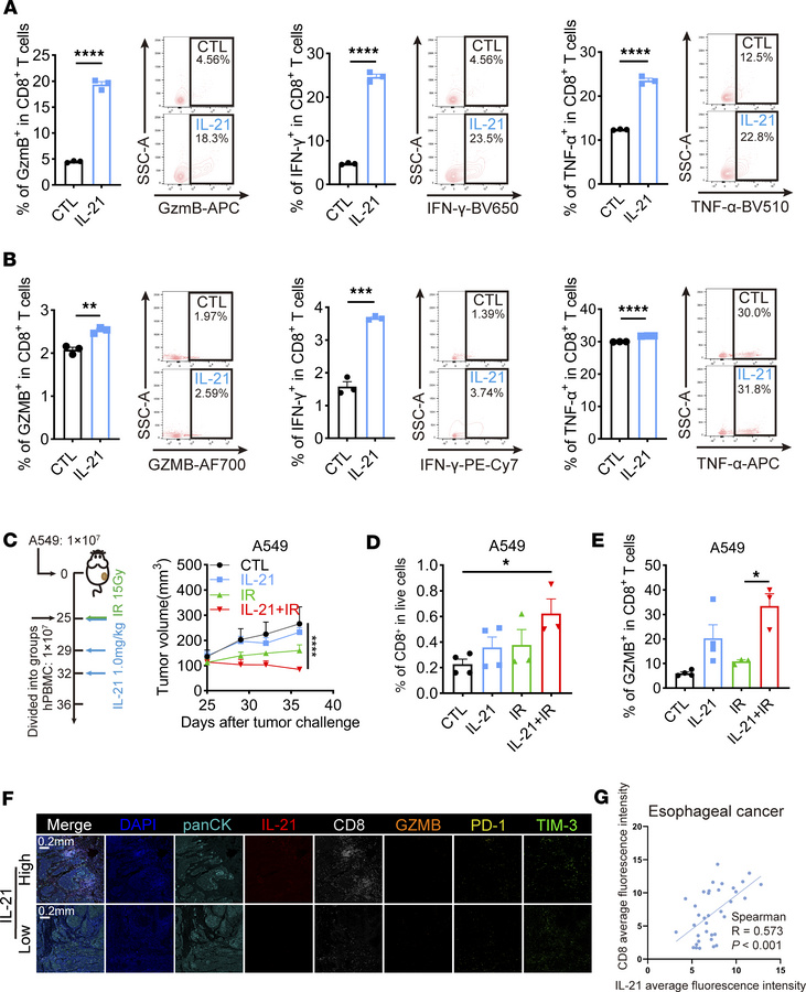 IL-21 directly boosts the activation and cytotoxicity of CD8+ T cells.
(...