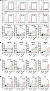 IL-21 combined with radiation enhances the cytotoxicity of CD8+ T cells in