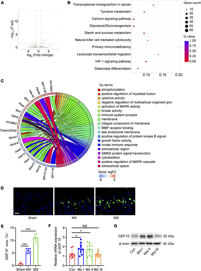 GDF15 is upregulated in the endplates of LSI mice.
(A) Volcano plot of d...