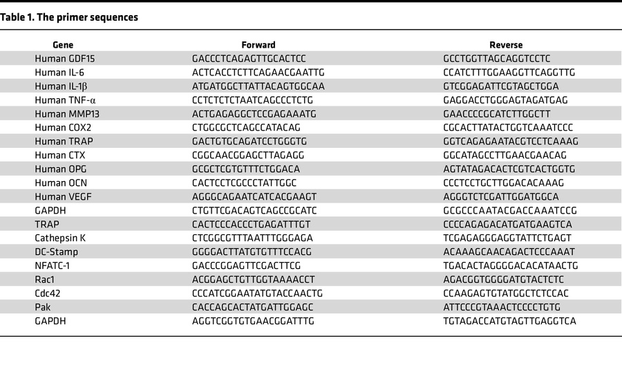 The primer sequences