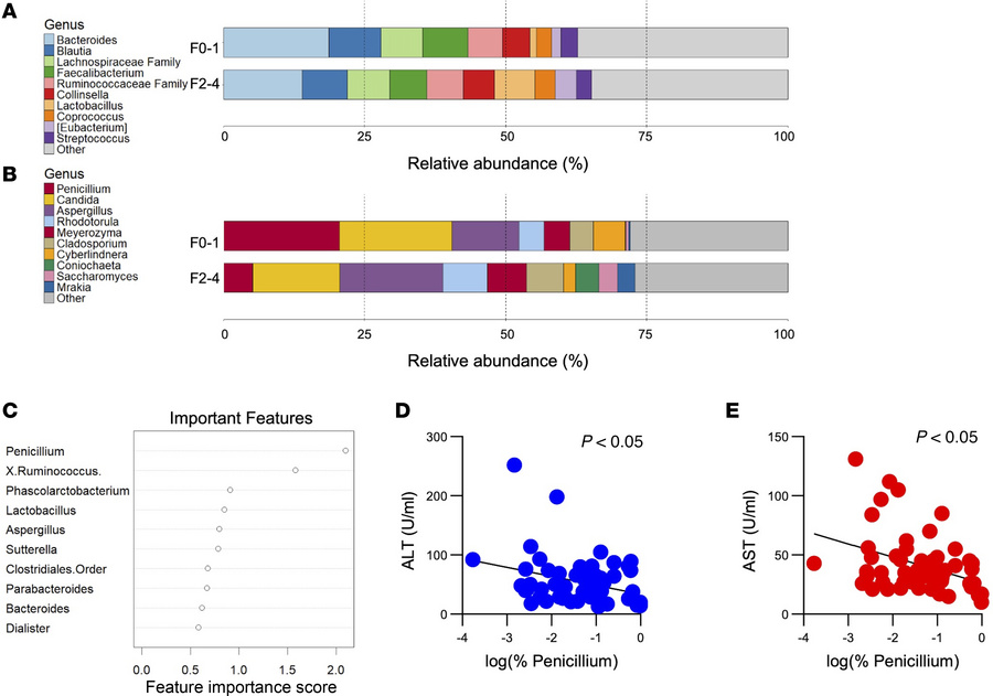 Microbiota changes in a cohort of patients with MASLD stratified by F0–F...