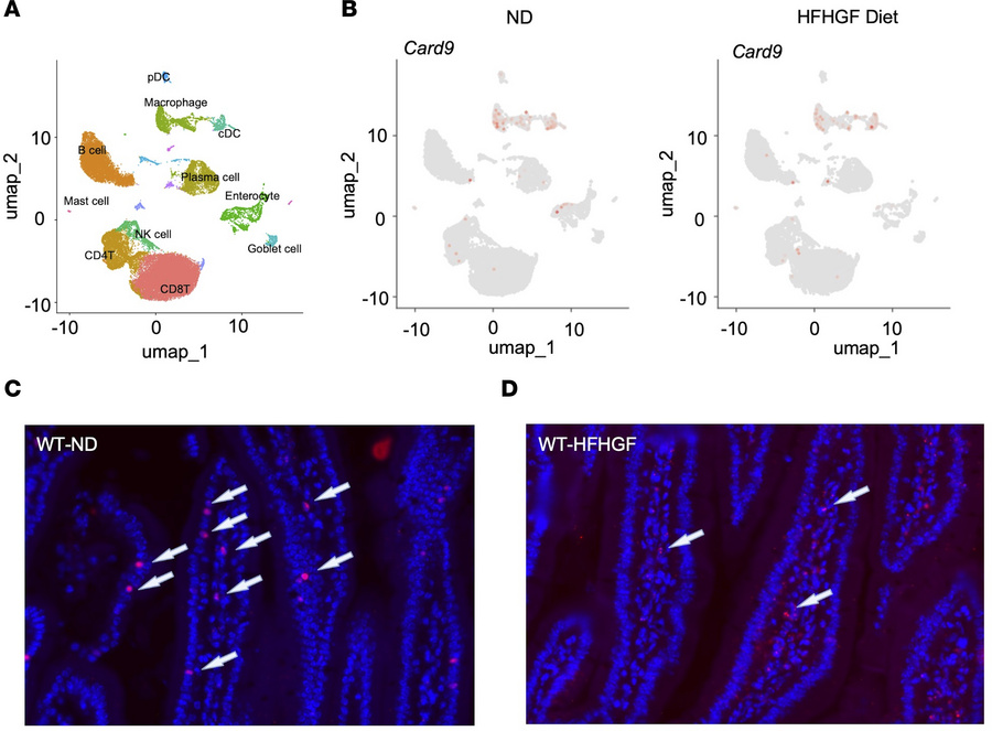 Card9 is expression is not restricted to myeloid cells.
Analysis of scRN...