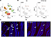 Card9 is expression is not restricted to myeloid cells.