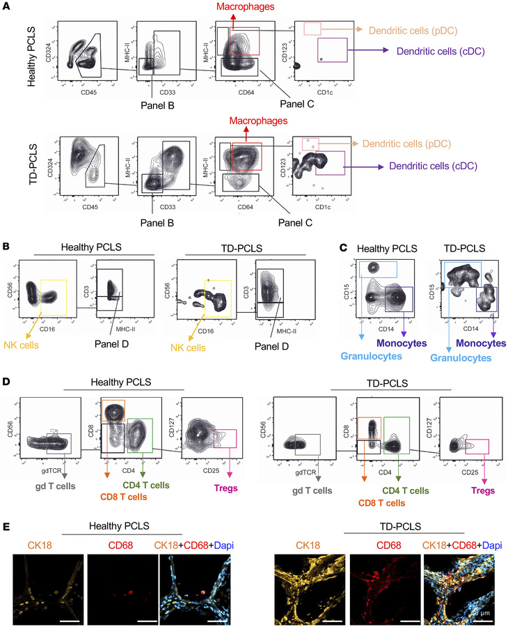 TD-PCLS is a proxy for TME and immune constituents.
Representative plots...