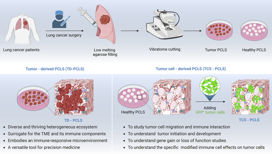 graphical abstract