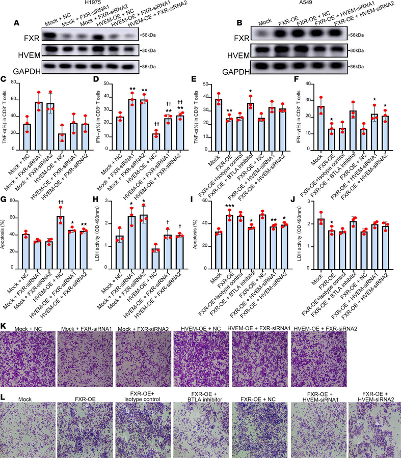 FXR inhibits cytokine production and cytotoxic activity of cocultured CD...
