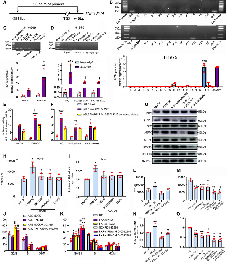 Molecular mechanisms by which FXR upregulates HVEM in NSCLC.
(A) The reg...