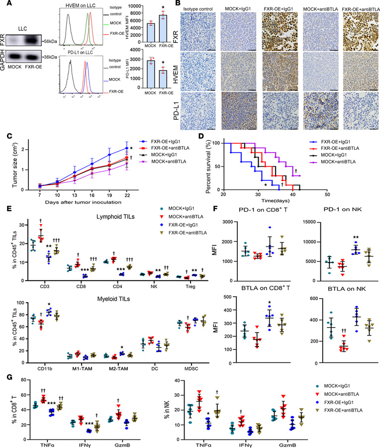 HVEM/BTLA blockade immunotherapy reactivates TME and produces antitumor ...