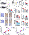 FXR antagonists dose-dependently inhibit HVEM expression in NSCLC.