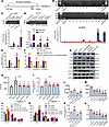 Molecular mechanisms by which FXR upregulates HVEM in NSCLC.