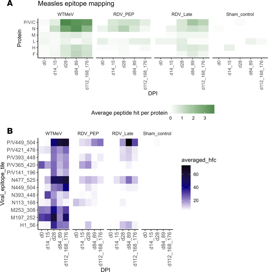 Longitudinal average peptide hits to all MeV proteins and selected viral...