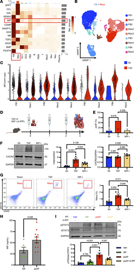 MIF drives atrial macrophage recruitment in poAF.
(A) scRNA-Seq comparin...
