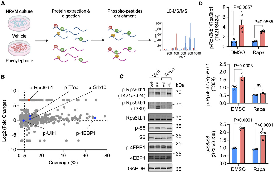 The mTOR-independent phosphorylation of Rps6kb1 in cardiomyocytes under ...
