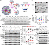 Phosphorylation of Rps6kb1 is coupled with the activation of ERK.