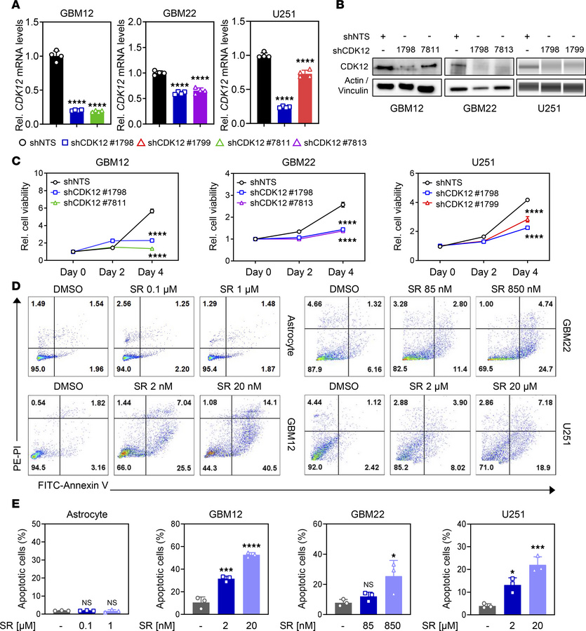 Inhibition of CDK12 in GBM cells reduces cell proliferation and increase...