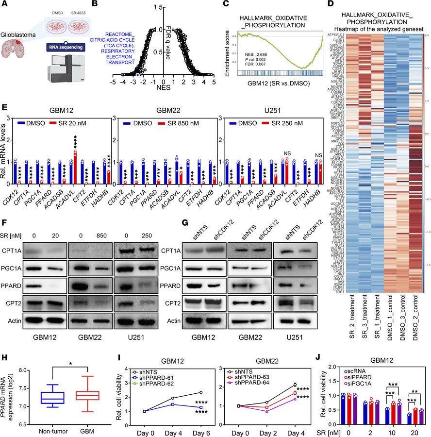 CDK12 inhibition impacts oxidative phosphorylation, influencing gene exp...
