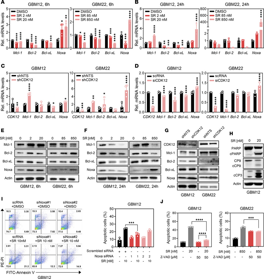 Inhibition of CDK12 influences apoptosis pathways, through downregulatio...