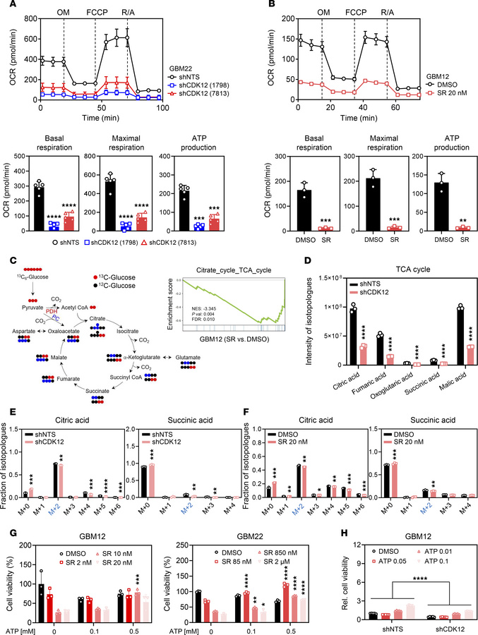 CDK12 regulates cellular respiration and glucose metabolism in GBM cells...