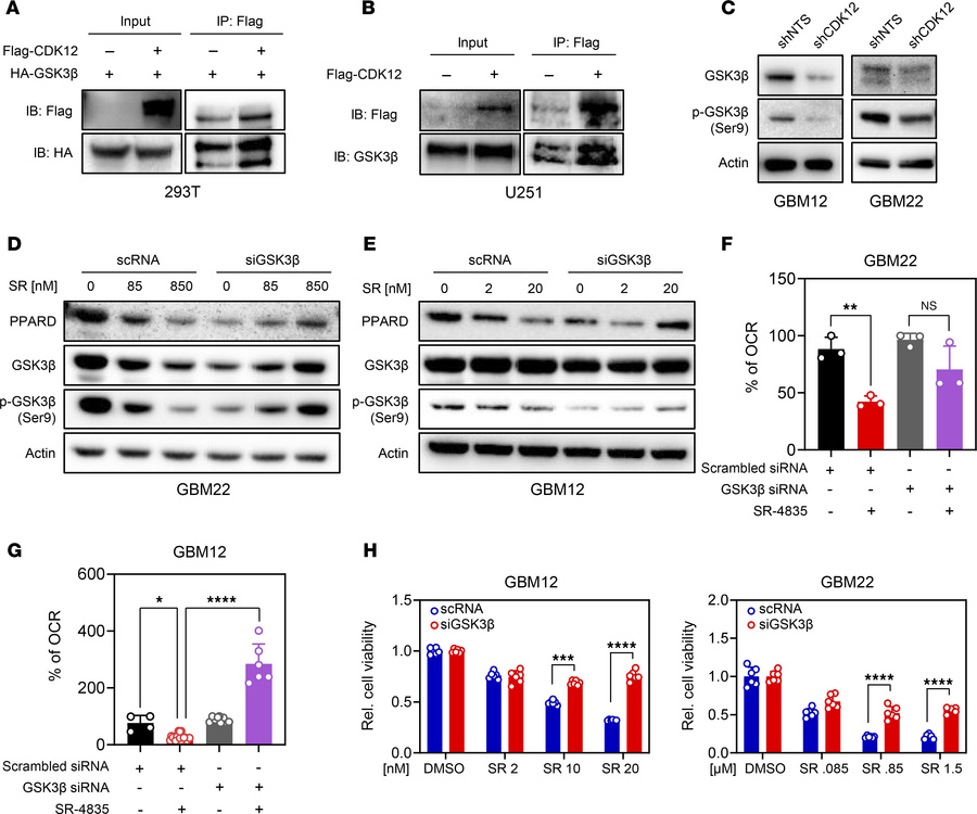 CDK12 regulates metabolism by interacting with GSK3β.
(A) HEK293T cells ...