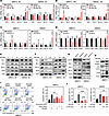 Inhibition of CDK12 influences apoptosis pathways, through downregulation o