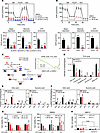 CDK12 regulates cellular respiration and glucose metabolism in GBM cells.
