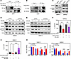 CDK12 regulates metabolism by interacting with GSK3β.