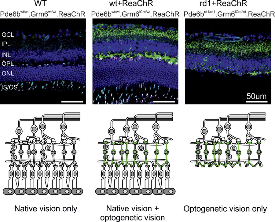 Schematic overview and IHC of the retinas of the mouse lines used in thi...