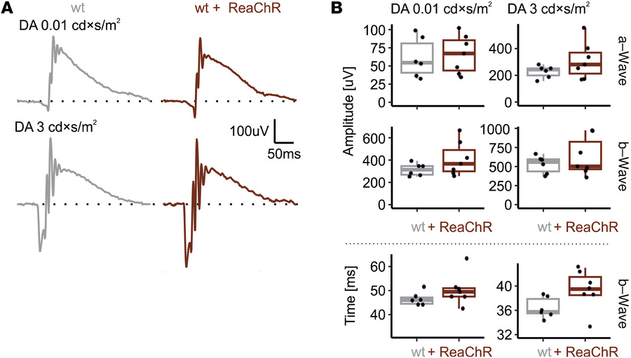 Dark-adapted (rod-dominated) ERG recordings are not altered in mice expr...
