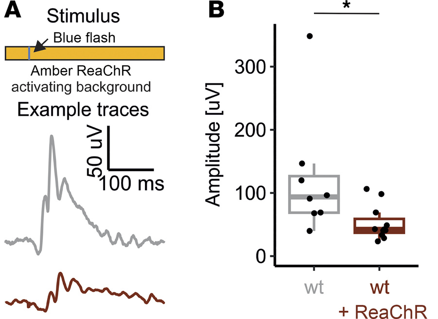 S-cone–mediated light-responses are dampened on a ReaChR activating back...