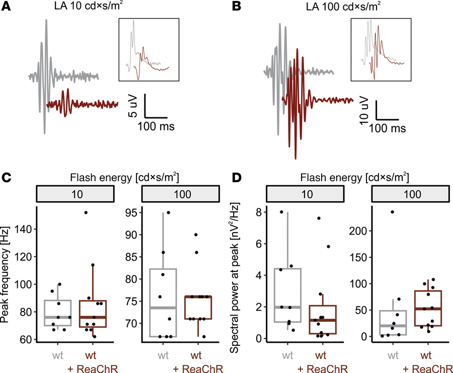 Photopic oscillatory potentials in light adapted ERG recordings are not ...