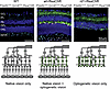 Schematic overview and IHC of the retinas of the mouse lines used in this s