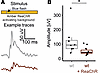 S-cone–mediated light-responses are dampened on a ReaChR activating backgro