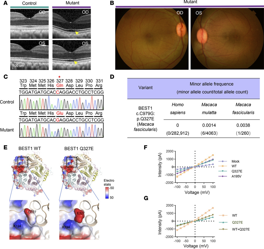 Identification of a macaque with a heterozygous deleterious BEST1p.Q327E...