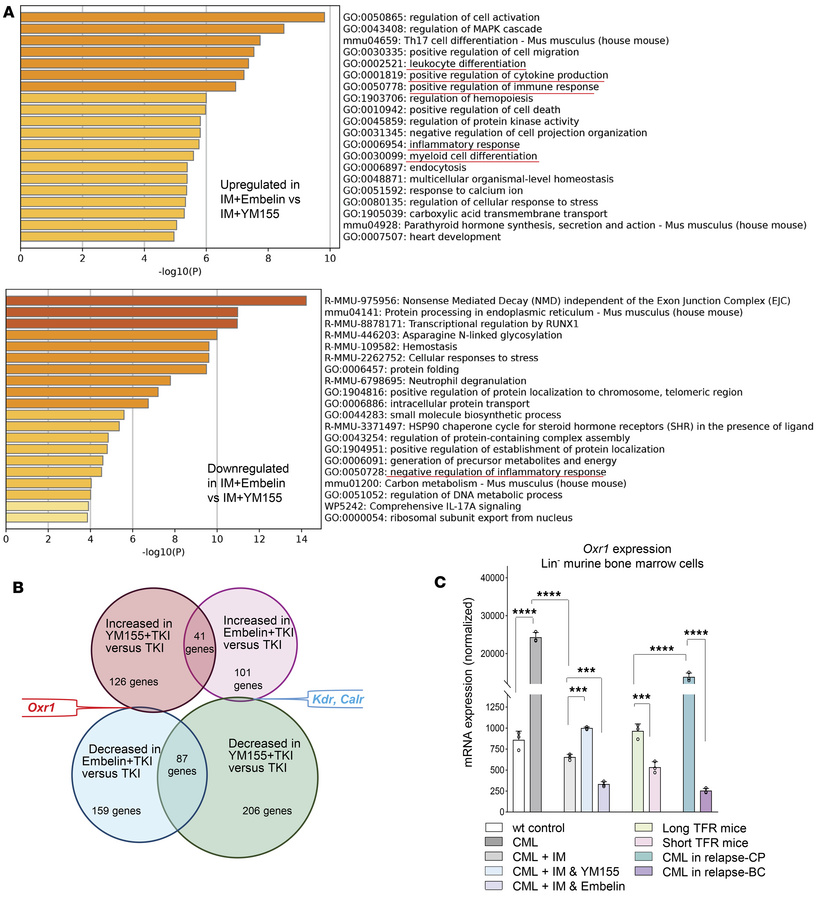 Increased Oxr1 is associated with sustained CML remission.
Secondary rec...