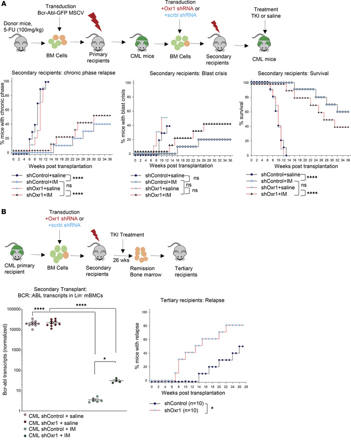 Oxr1-knockdown in murine CML marrow enhances TFR after therapy discontin...