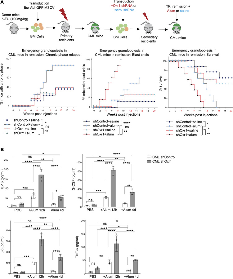 Oxr1 knockdown in murine CML marrow increases BC and alters cytokine exp...
