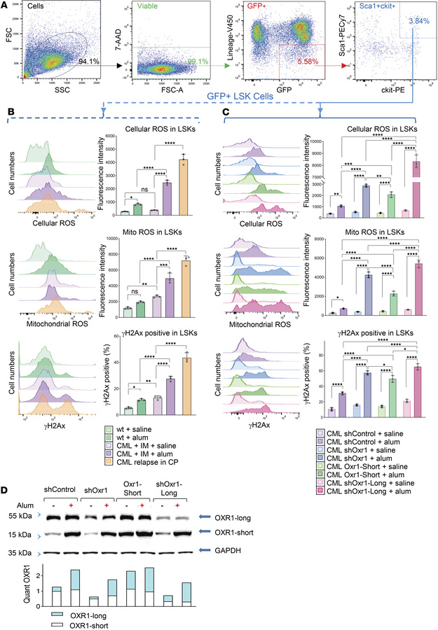 Oxr1-knockdown in CML bone marrow enhances intracellular ROS and DNA dam...