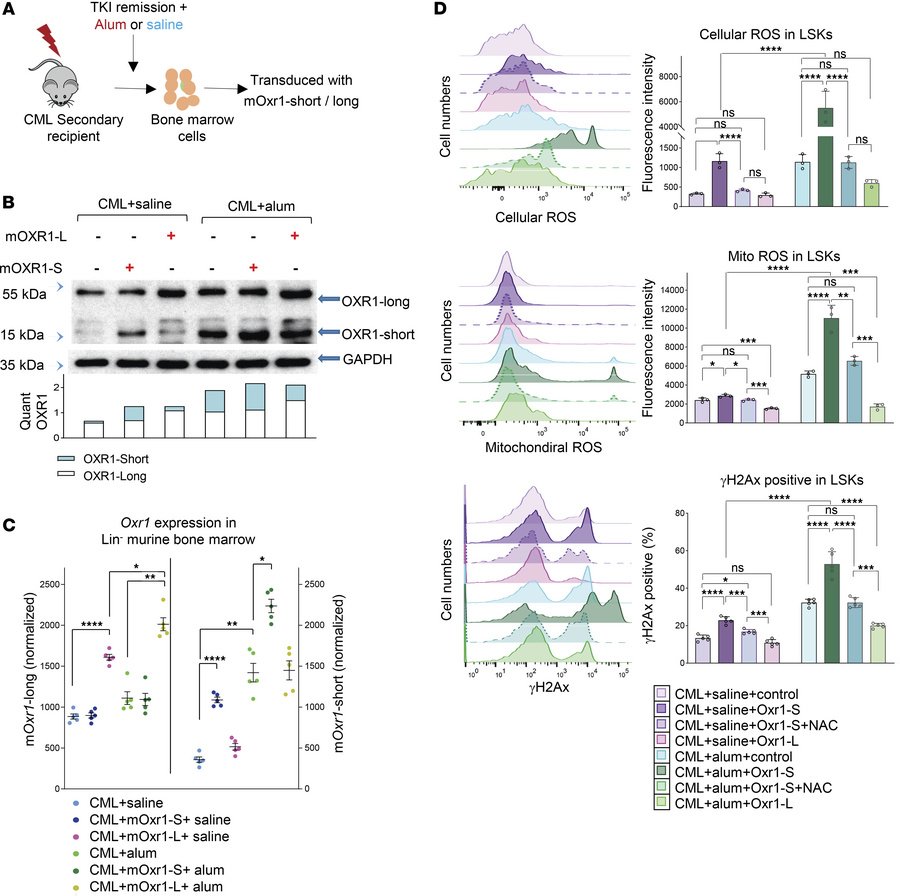 Short Oxr1 enhances, and long Oxr1 decreases, intracellular ROS and DNA ...