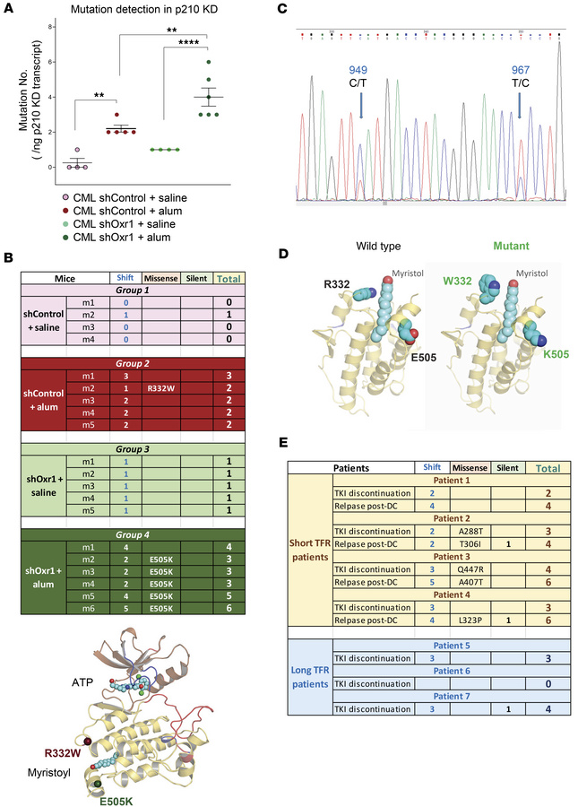 Oxr1 knockdown and emergency granulopoiesis increase BCR:ABL1-KD mutatio...