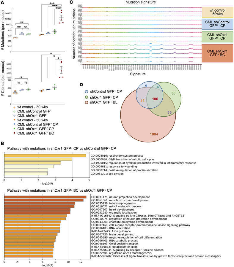 Mutagenesis in CML is increased by Oxr1 knockdown and emergency granulop...