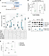 Expression of the short OXR1 isoform is associated with CML relapse.