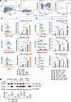 Oxr1-knockdown in CML bone marrow enhances intracellular ROS and DNA damage