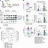 Short Oxr1 enhances, and long Oxr1 decreases, intracellular ROS and DNA dam