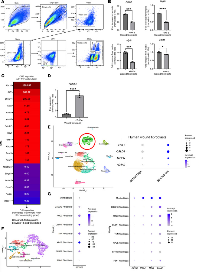 TNF-α represses myofibroblast gene expression and increases Setdb2 expre...
